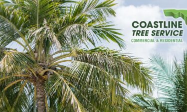 Fort Myers Sabal Palm Tree Services