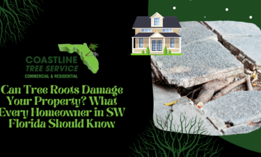 Fort Myers Tree Root Pruning Services: Can Tree Roots Damage Your SW Florida House Property