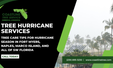 Fort Myers Tree Hurricane Services in Naples, Marco Island, Estero, Bonita Springs