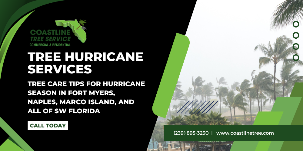 Fort Myers Tree Hurricane Services in Naples, Marco Island, Estero, Bonita Springs
