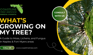 Naples Tree Disease Management Services