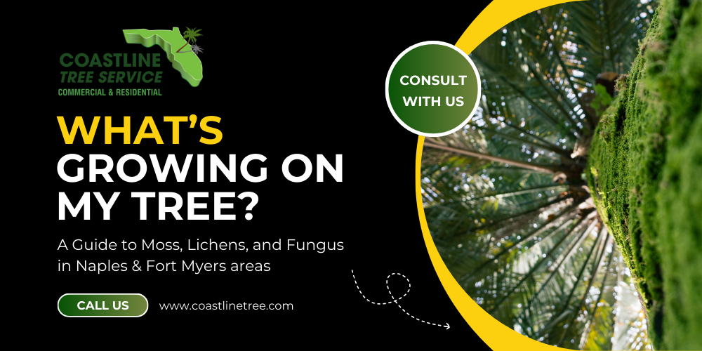 Naples Tree Disease Management Services