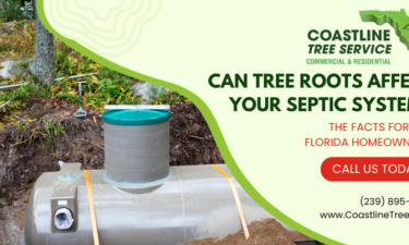 Naples Tree Root Pruning Services