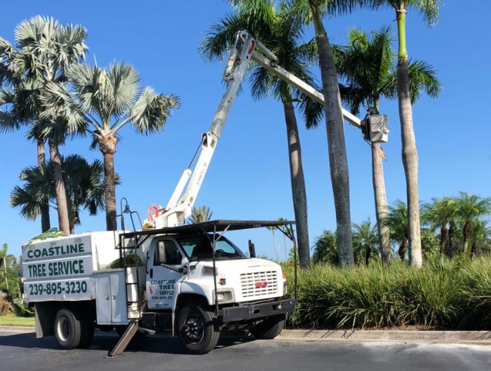 Fort Myers Hurricane Tree Services