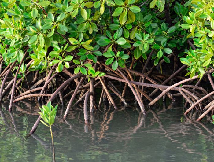 Fort Myers Mangrove Pruning & Trimming Services