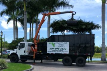 Fort Myers Tree Removal Services in Naples and Marco Island