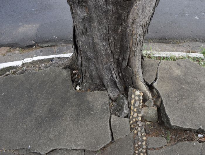 Fort Myers Tree Root Pruning Services