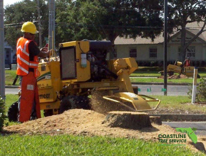 Fort Myers Tree Stump Removal Services | Cape Coral Tree Stump Removal Services