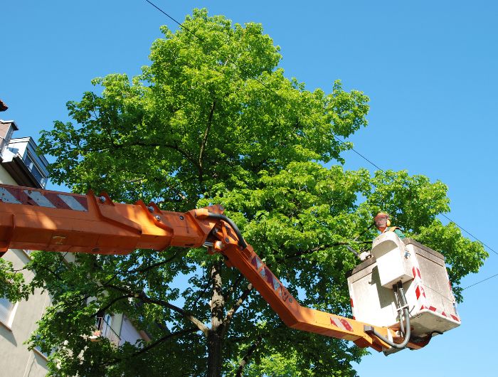 Fort Myers Tree Trimming Services