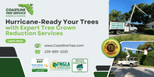 Hurricane Proof Your Trees With Coastline Tree Service in Florida (Marco Island, Naples, Fort Myers, Cape Coral)