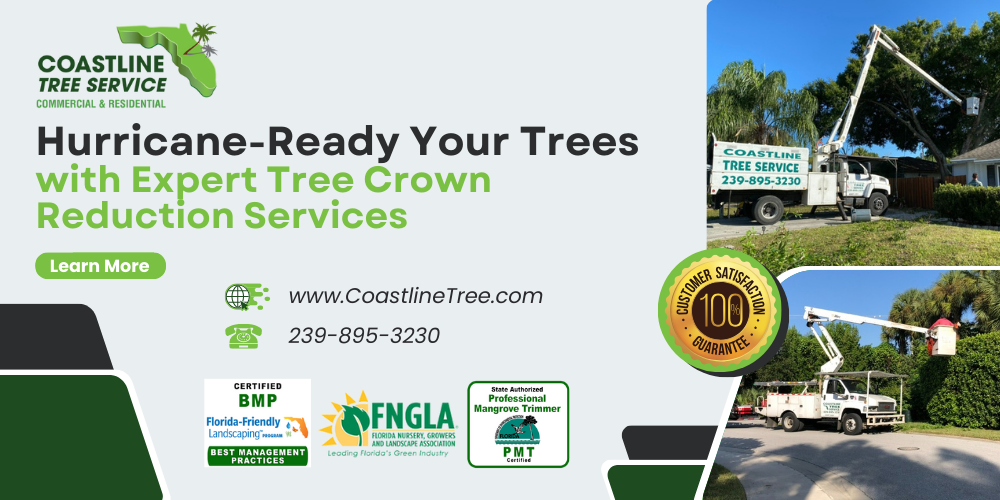 Hurricane Proof Your Trees With Coastline Tree Service in Florida (Marco Island, Naples, Fort Myers, Cape Coral)