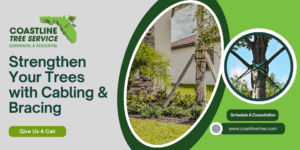 Marco Island Tree Cabling & Bracing Services in Naples, Fort Myers, Cape Coral