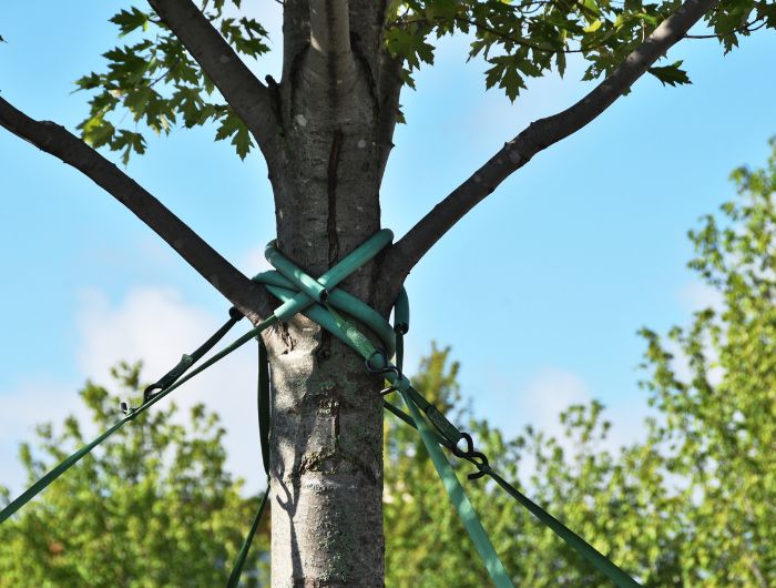 Naples Tree Brace & Cabling Services