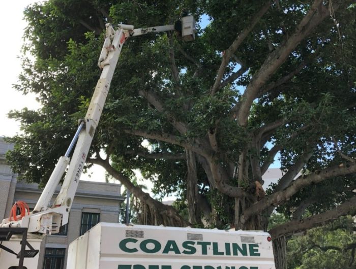 Naples Tree Canopy Reduction & Trimming Services