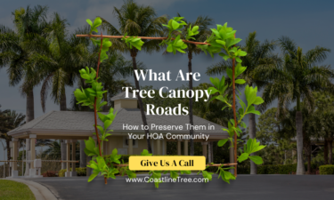 Naples Tree Canopy Trimming Services
