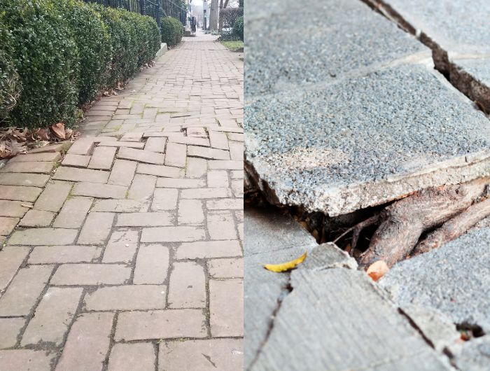 Naples Tree Root Pruning Services