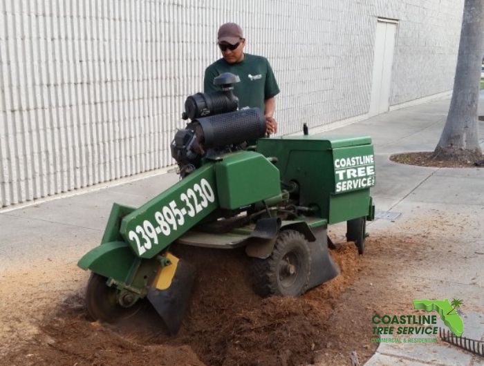 Naples Tree Stump Removal Services | Marco Island Tree Stump Removal Services