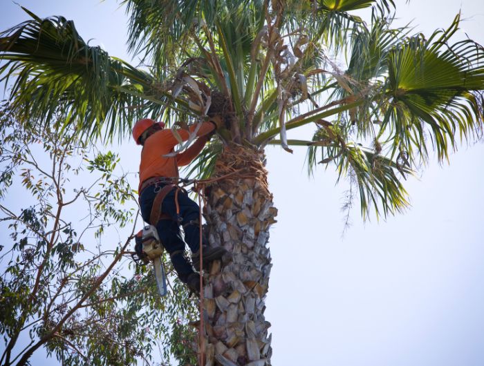 Naples Tree Trimming Services