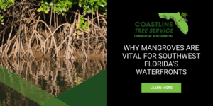 Fort Myers Mangrove Trimming Pruning Services