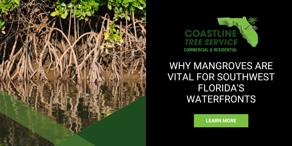 Fort Myers Mangrove Trimming Pruning Services