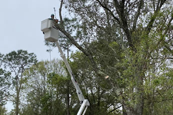 Fort Myers Tree Canopy Reduction Services serving Marco Island, Naples, Bonita Springs, Estero, Cape Coral, North Fort Myers, Fort Myers Beach, Sanibel, Lehigh Acres, Babcock Ranch & Punta Gorda