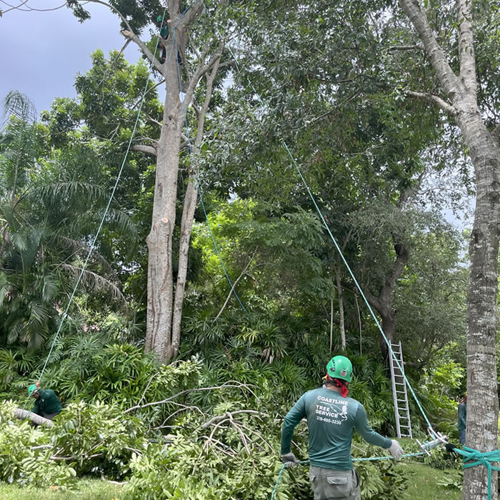 Fort Myers Tree Removal Services SW Florida