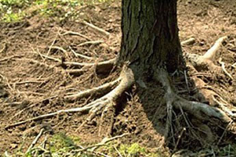 Fort Myers Tree Root Pruning Services serving Naples, Marco Island, Estero, Bonita Springs, Cape Coral, Babcock Ranch, Lehigh Acres, Sanibel, North Fort Myers