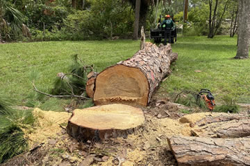 Fort Myers Tree Stump Removal & Grinding Services in Naples and Marco Island