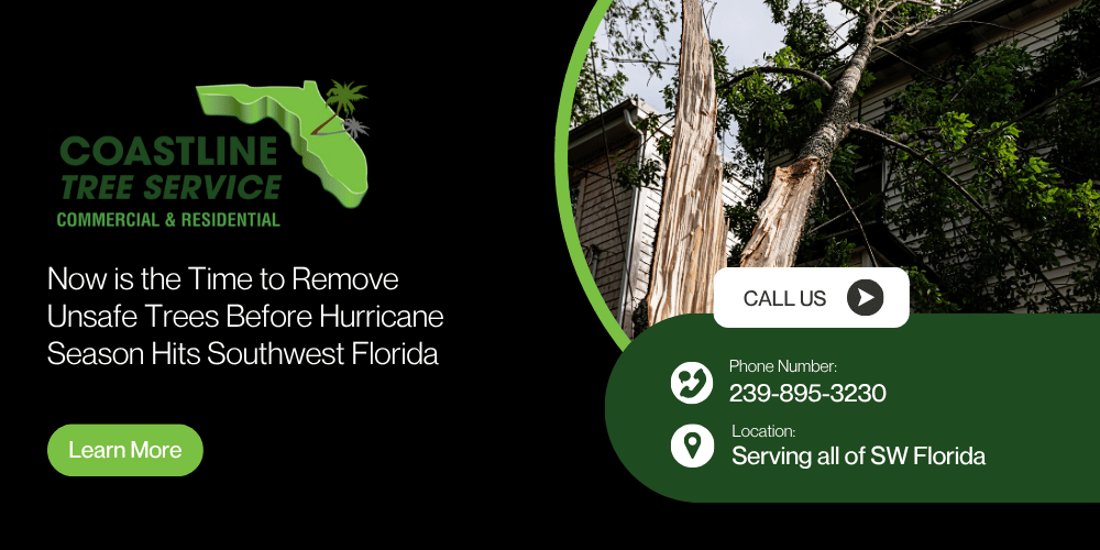 Hurricane Tree Removal Services in Naples, Marco Island & Bonita Springs