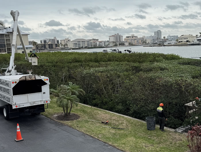 Naples Mangrove Pruning & Trimming Services serving Fort Myers, Marco Island, Estero, Bonita Springs, Cape Coral, Babcock Ranch, Lehigh Acres, Punta Gorda, North Fort Myers, Fort Myers Beach