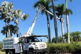 hurricane-tree-services-preparation-fort-myers-florida-1