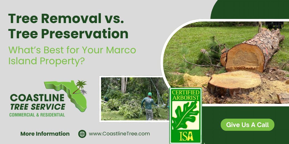 Marco Island Tree Removal Services | Tree Services Company in Marco Island