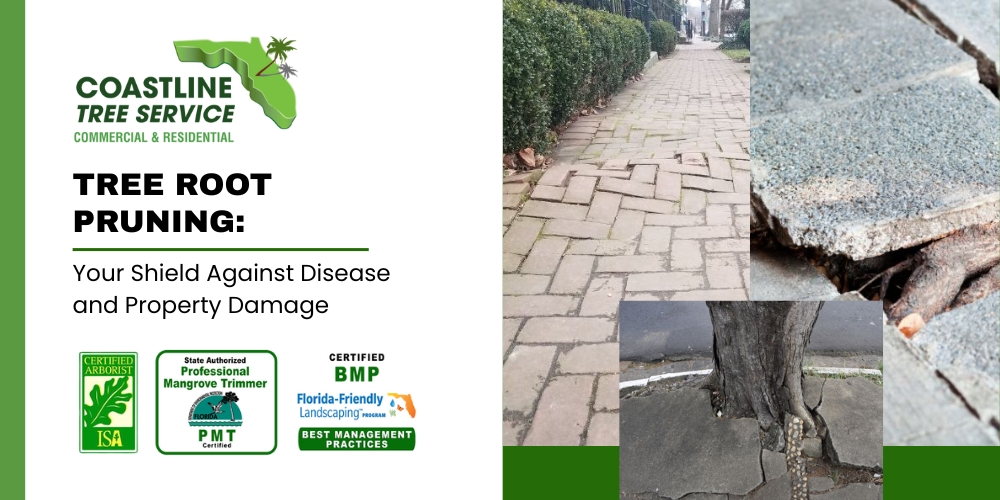 Southwest Florida Tree Root Pruning Services Company