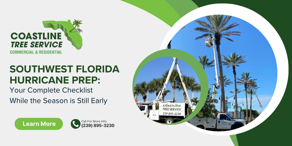 Southwest Hurricane Tree Services