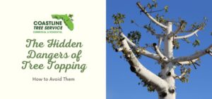 Why Tree Topping Is Bad In Southwest Florida